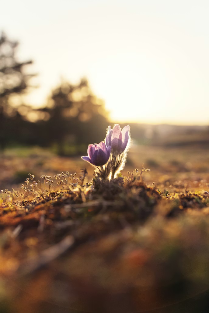 Two purple flowers growing in a dry landscape