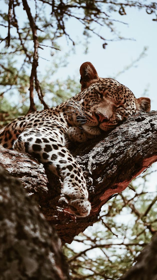 A sleeping leopard